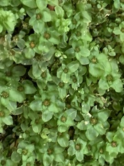 Rhizomnium punctatum