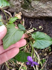 Viola odorata