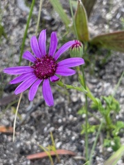 Senecio hastifolius