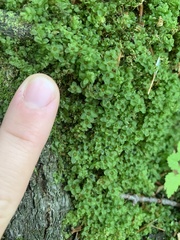 Rhizomnium punctatum