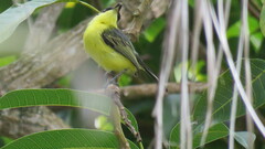 Todirostrum cinereum