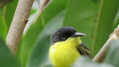 Todirostrum cinereum