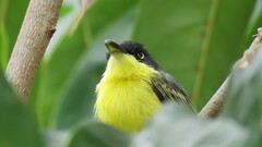 Todirostrum cinereum