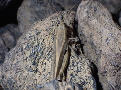 Calliptamus plebeius