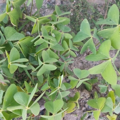 Oxalis latifolia