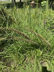 Liatris pycnostachya
