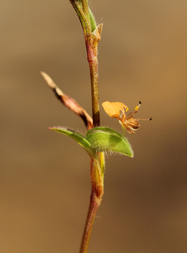 Commelina subulata image