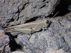 Calliptamus plebeius
