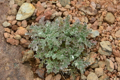 Phacelia sericea