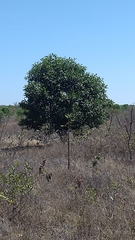 Vochysia thyrsoidea