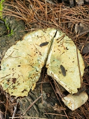 Lactarius chelidonium