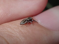 Heliophanus canariensis