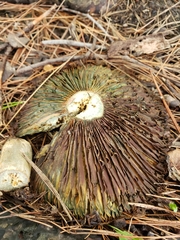 Lactarius chelidonium