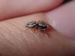 Heliophanus canariensis