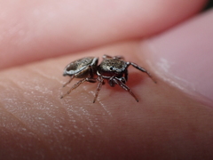 Heliophanus canariensis