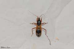 Ectomocoris ululans