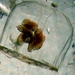 Aglaura hemistoma - Photo (c) WoRMS for SMEBD,  זכויות יוצרים חלקיות (CC BY-NC-SA)