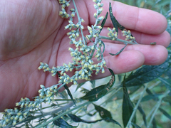 Artemisia douglasiana