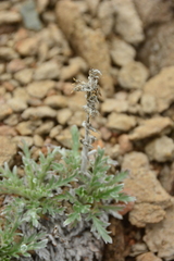 Phacelia sericea