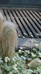 Cephalocereus senilis