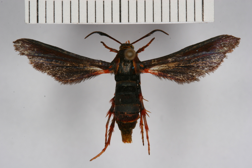 Sophona snellingi