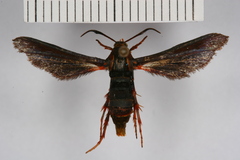 Sophona snellingi