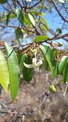 Hancornia speciosa