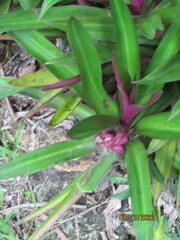 Tradescantia spathacea