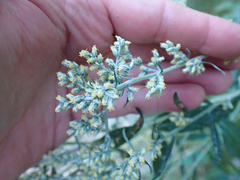 Artemisia douglasiana
