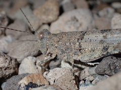 Sphingonotus willemsei