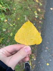 Populus