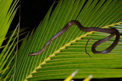 Mastigodryas alternatus