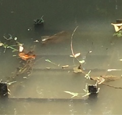 Brachythemis contaminata