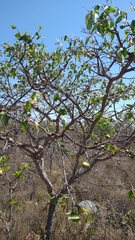 Hancornia speciosa