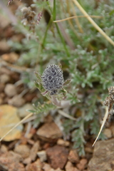 Phacelia sericea