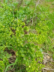 Adiantum chilense sulphureum