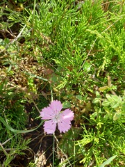 Dianthus caucaseus