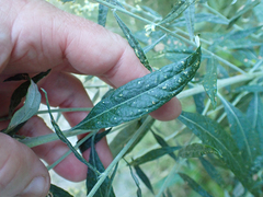Artemisia douglasiana