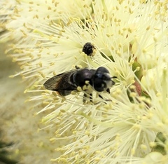 Malometasternum rufocaudatum