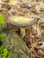 Lactarius chelidonium