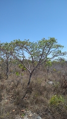 Hancornia speciosa