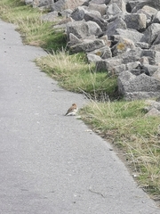 Plectrophenax nivalis