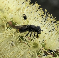 Malometasternum rufocaudatum