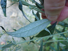 Artemisia douglasiana