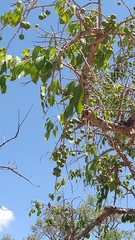 Agonandra brasiliensis