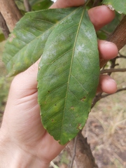 Zanha africana