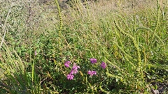 Glandularia wrightii