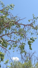 Agonandra brasiliensis