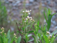 Baccharis salicifolia