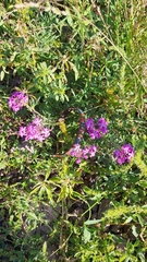 Glandularia wrightii